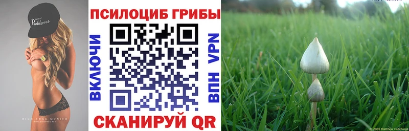 Галлюциногенные грибы Psilocybine cubensis  купить закладку  Дубовка 